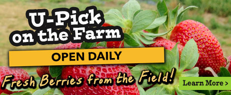 U-Pick Strawberries at Mitcham Farm