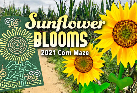 Corn Maze 2021 - Sunflowers