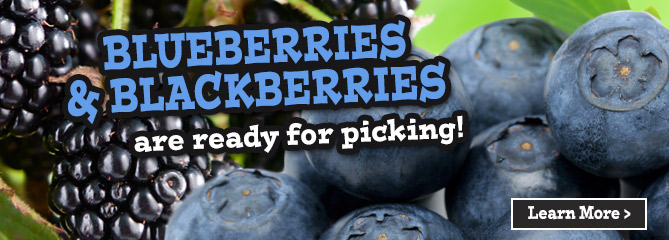 Pick-Your-Own Blueberries & Blackberries - Oxford, Georgia