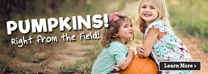 Pick-Your-Own Pumpkins - Oxford, Georgia