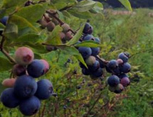 PYO Blueberries